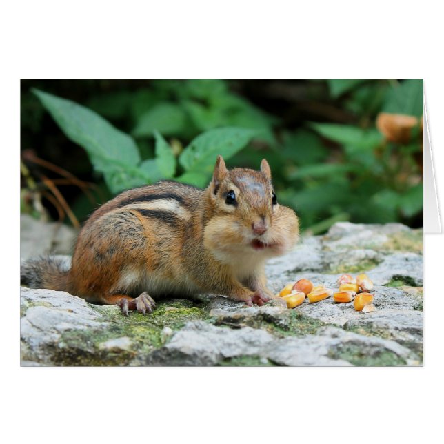 Chipmunk con tarjeta de mejillas rellenas (Anverso (Horizontal))
