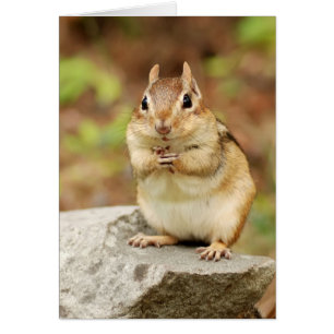Chipmunk divertido de la cara