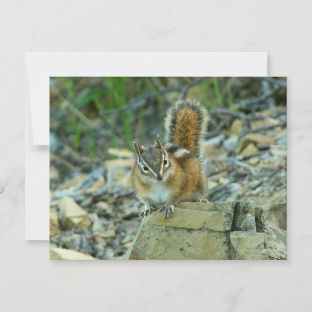 Chipmunk en el Parque Nacional Glaciar (Anverso)