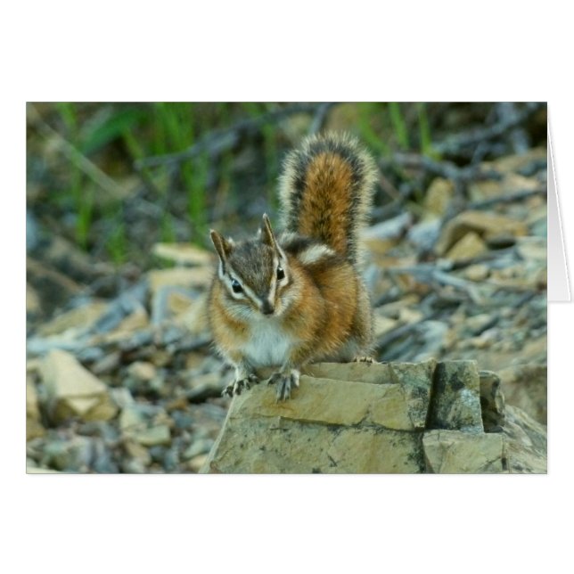 Chipmunk en el Parque Nacional Glaciar (Anverso (Horizontal))
