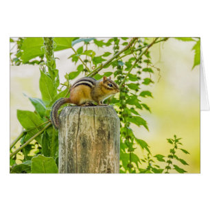 Chipmunk en un post sobre la cerca