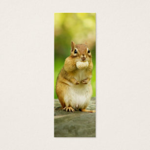 Chipmunk gordo con la invitación