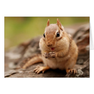Chipmunk gordo y feliz