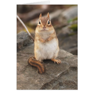 chipmunk gordo y mullido adorable