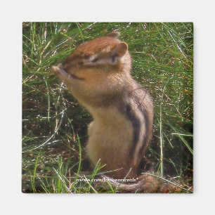 Chipmunk - imán