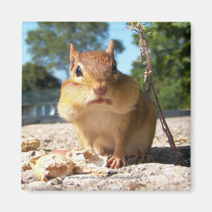 Chipmunk - imán