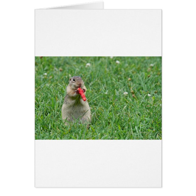 Chipmunk.JPG (Frente)