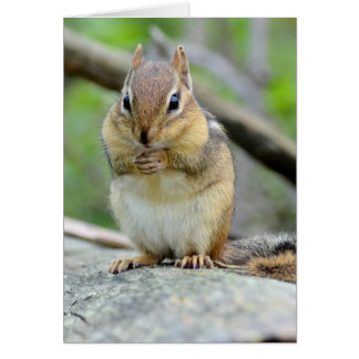 Chipmunk lindo estupendo que presenta dulce