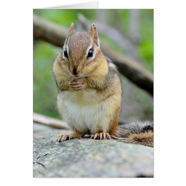 Chipmunk lindo estupendo que presenta dulce (Frente)