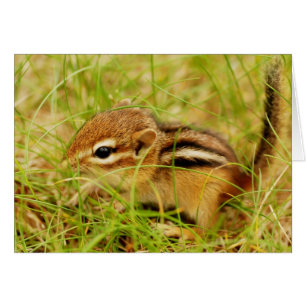 Chipmunk minúsculo pequeñito del bebé