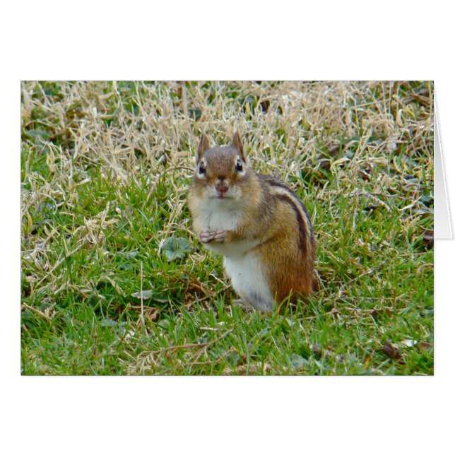 Chipmunk oriental (Anverso (Horizontal))