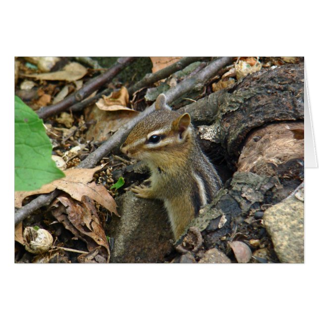 Chipmunk oriental - Tamias striatus (Anverso (Horizontal))