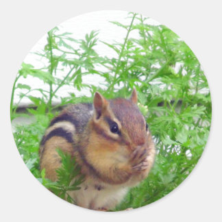 Chipmunk Pegatina