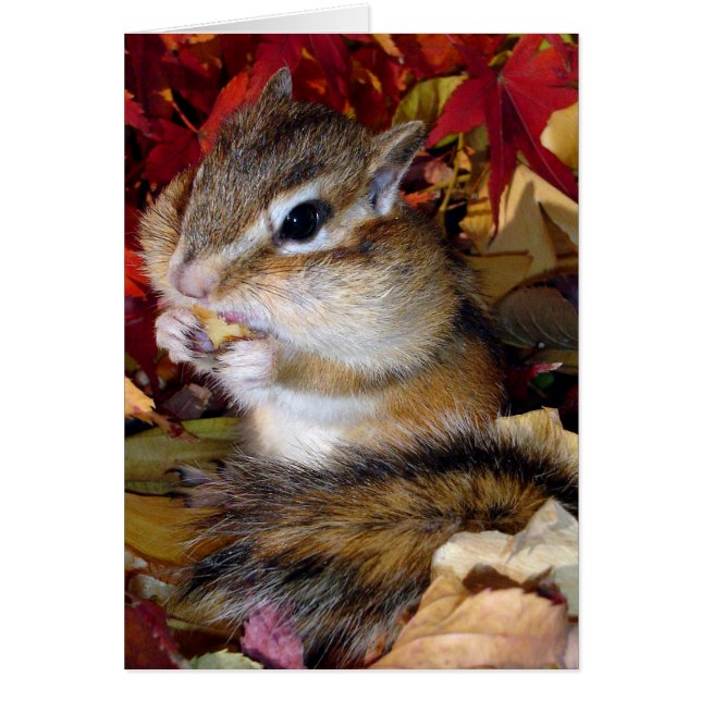 Chipmunk (photo) , Autumn (Frente)