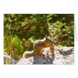 Chipmunk Rocky Mountain