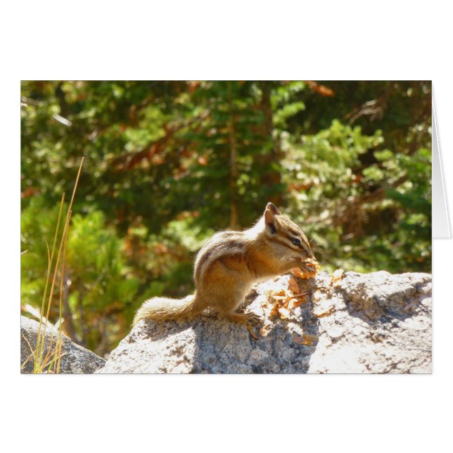 Chipmunk Rocky Mountain (Anverso (Horizontal))