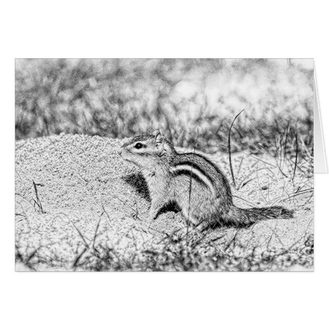 Chipmunk Sketch (Anverso (Horizontal))