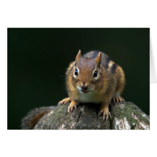 Chippy el Chipmunk