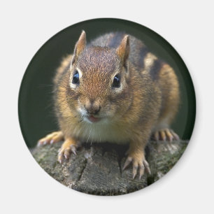 Chippy el imán del Chipmunk
