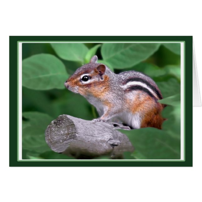 Chippy The Chipmunk (Anverso (Horizontal))