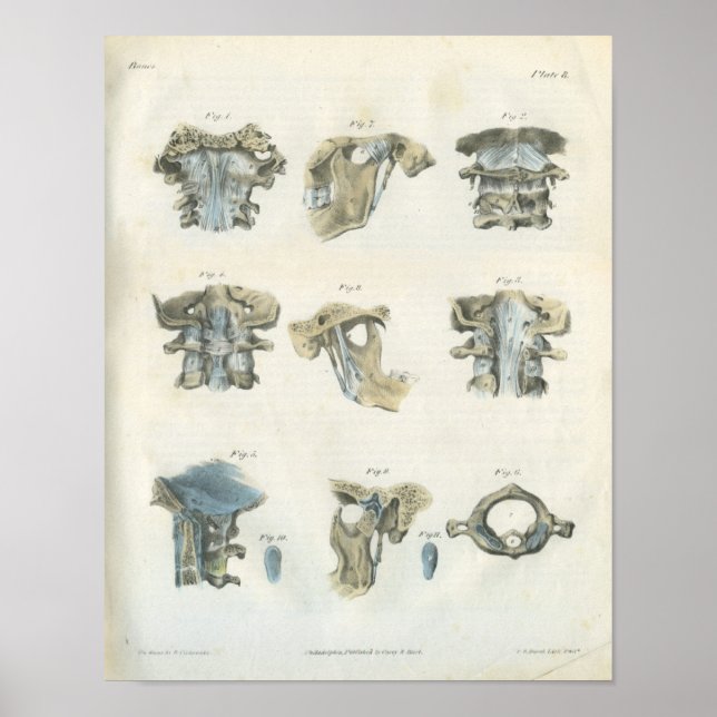 Chiropráctica de arte de anatomía cervical superio (Frente)