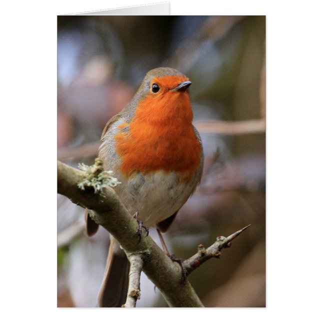 Chirpy Robin (Frente)