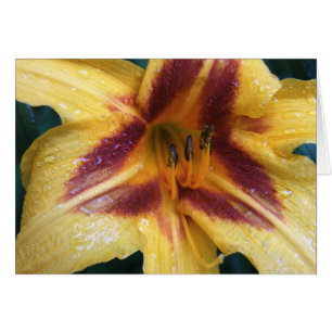 Chispa roja amarilla