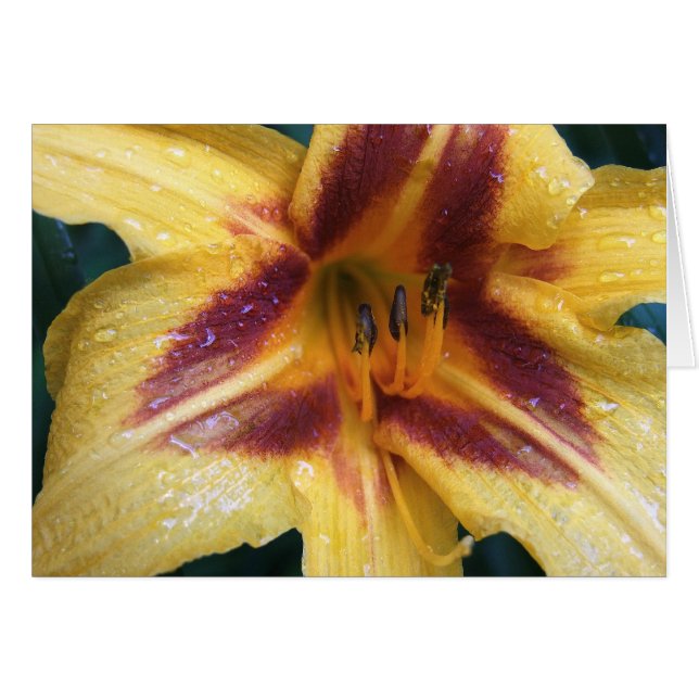 Chispa roja amarilla (Anverso (Horizontal))