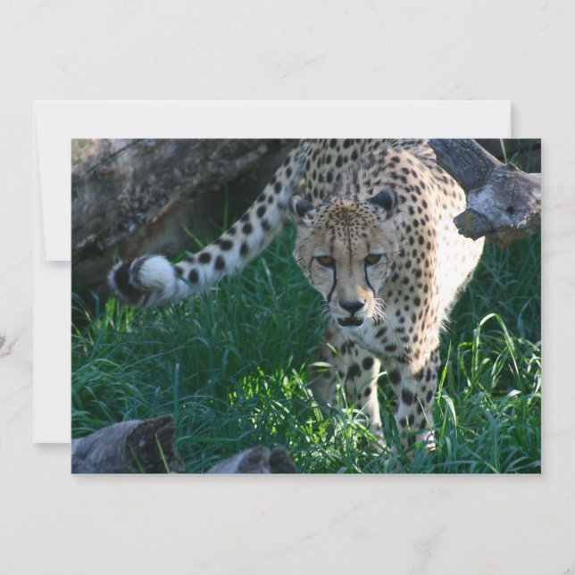 Chita en la caza (Anverso)