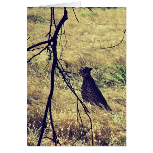 Chita en Samburu (Frente)