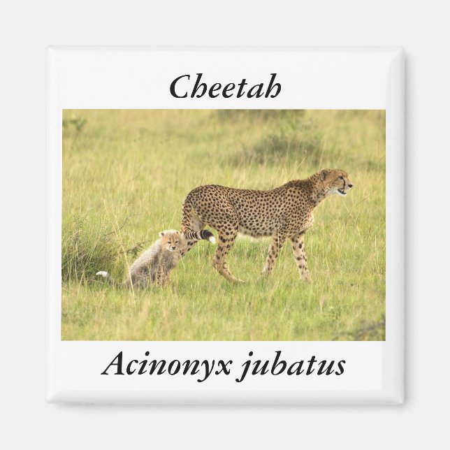 Chita y cachorro imán (Frente)