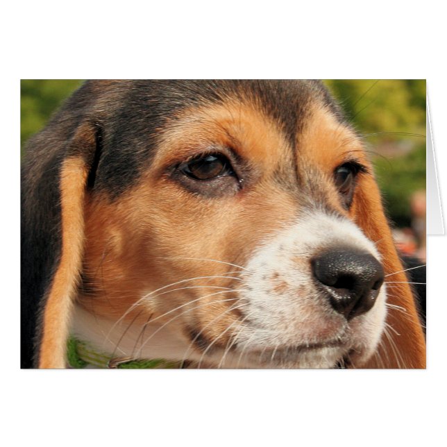 Chloe - beagle Photo-19 (Anverso (Horizontal))