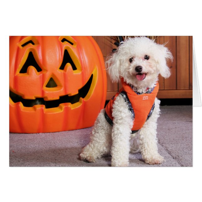 Chloe - Poochon - Photo-10 (Anverso (Horizontal))