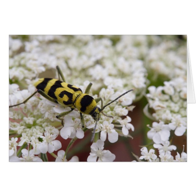 Chlorophorus varius (Anverso (Horizontal))