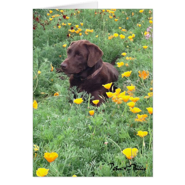 Chocolate Lab En California Poppy Patch Photograph (Frente)