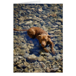 Chocolate Lab Mezcla De Perro En Las Rocas