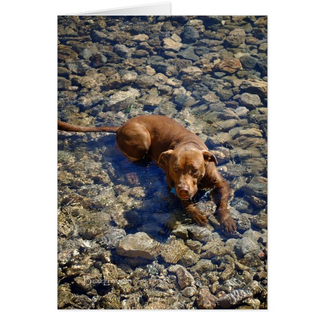 Chocolate Lab Mezcla De Perro En Las Rocas (Frente)
