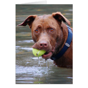 Chocolate Lab Pit Mezcla Perro con Pelota
