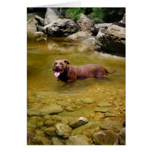 Chocolate Lab Pit Mix Dog en Agujero de Natación