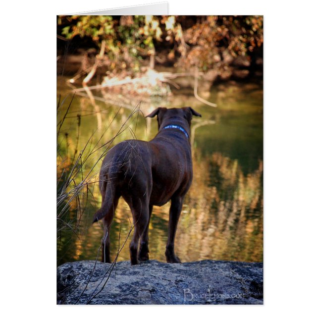 Chocolate Lab Pit Mix Dog Serene (Frente)
