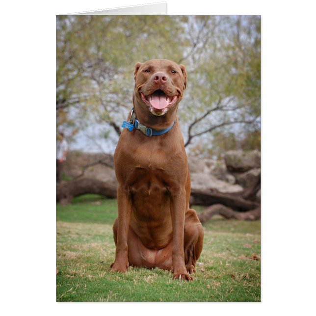 Chocolate Lab Pit Mix Dog Sonriente 2 (Frente)