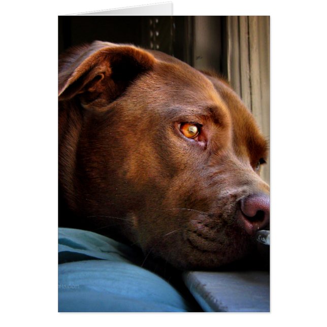 Chocolate Lab Pit Puppy Window Watching (Frente)