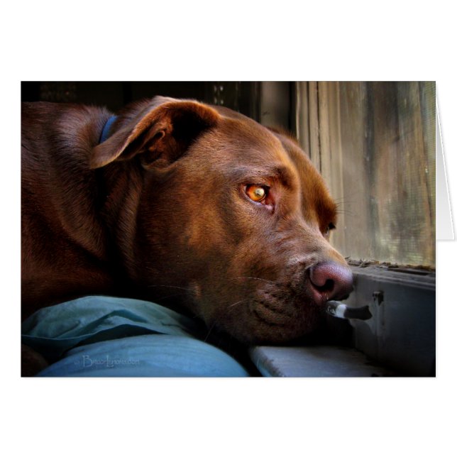 Chocolate Lab Pit Puppy Window Watching (Anverso (Horizontal))