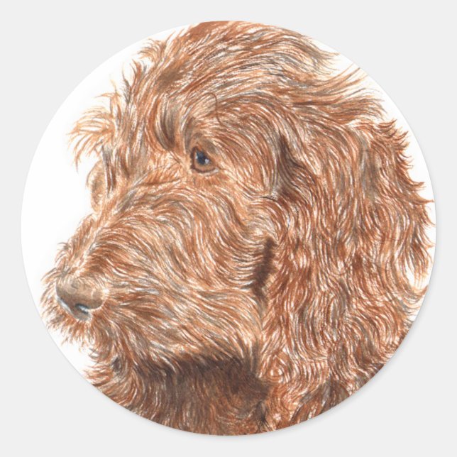 Chocolate Labradoodle #2 Pegatinas redondos (Anverso)