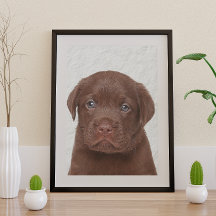Chocolate Labrador Glossy Poster
