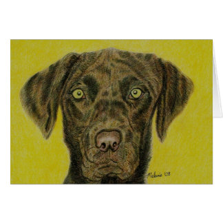 Chocolate Labrador - Hershey