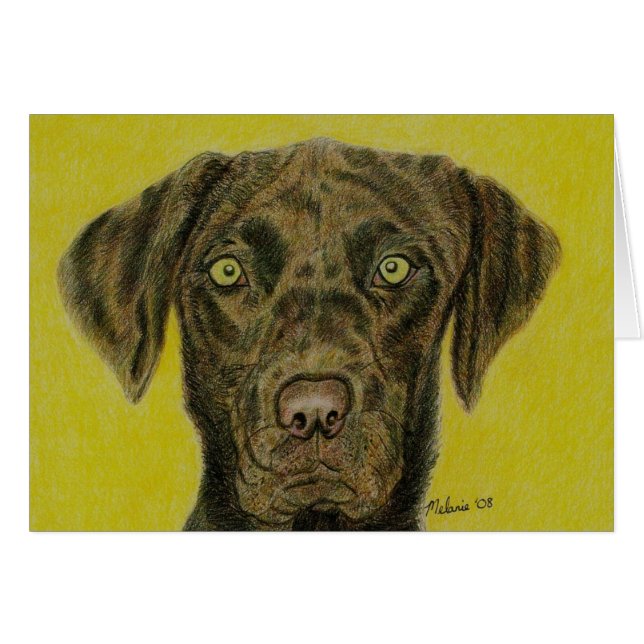 Chocolate Labrador - Hershey (Anverso (Horizontal))