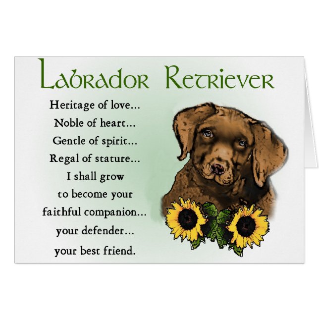 Chocolate Labrador Recuperar regalos de cachorros (Anverso (Horizontal))