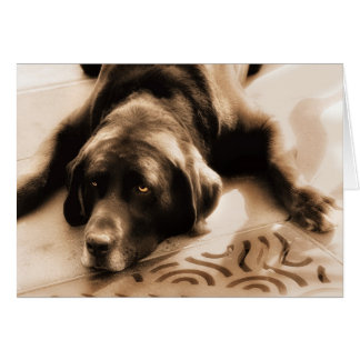 Chocolate Labrador Sepia Hues Blank