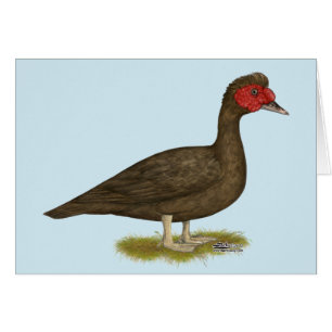 Chocolate Muscovy Drake